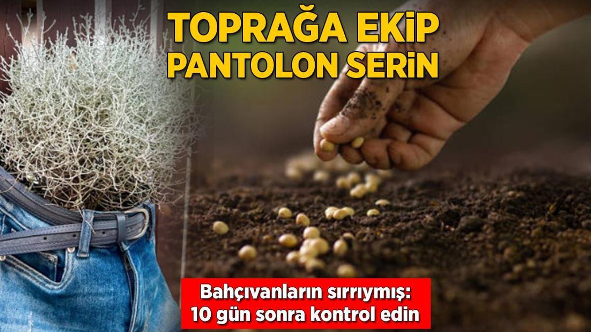 Toprağa ekip pantolon serin! Bahçıvanların 10 günde çimlendirme sırrıymış
